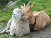 lambgoat